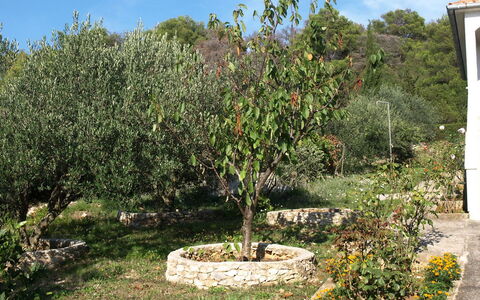 Agneza: Baum, Pflanze, Gehölz, Blume, Garten, Botanik, Strauch, Gras, Grundstueck, Landschaft
