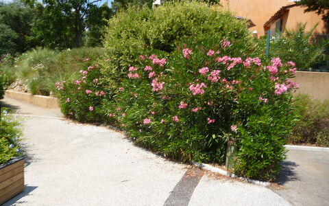 Grimaud 119: Pflanze, Blume, Pflanzengemeinschaft, Blumentopf, Baum, Gras, Strassenbelag, Blütenblatt, Strauch, Ground