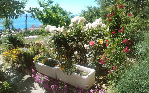 Makarska 592: Blume, Pflanze, Himmel, Botanik, Blütenblatt, Strauch, Ground, Baum, Rose, Gras