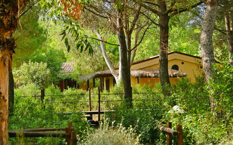 Castiglione della Pescaia 130: Pflanze, Pflanzengemeinschaft, Gebäude, Baum, Blatt, Fenster, Natürliche Landschaft, Holz, Vegetation, Grundstueck
