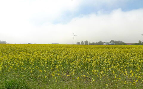 Norderney: Feld, Himmel, Wiese, Gelb, Natürlichen Umgebung, Wiese, Natürliche Landschaft, Prärie, Pflanze