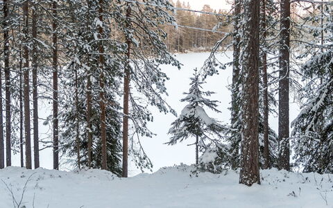 Viipusjärvi 11: Schnee, Ast, Baum, Winter, Natürlichen Umgebung, Holz, Wald, Wildnis, Einfrieren