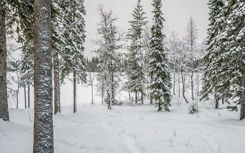Seitsemän Savua 6: Holz, Hütte, Blockhaus, Wald, Schuppen, Gartenbauten, Lärche, Wald, Holzbeize