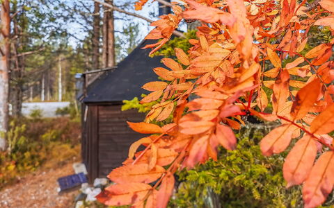 Salakolo 1: Blatt, Ast, Holz, Orange, Zweig, Kofferraum, Herbst, Sonnenlicht, Gehölz, Wald