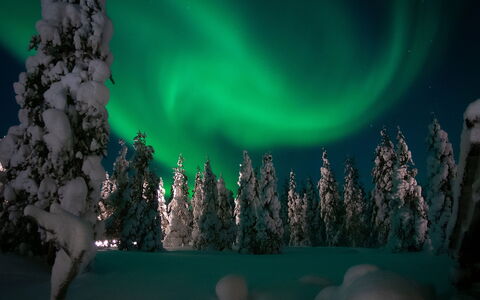 Villemi: Winter, Nacht, Wald, Schnee, Einfrieren, Lärche, Immergrün
