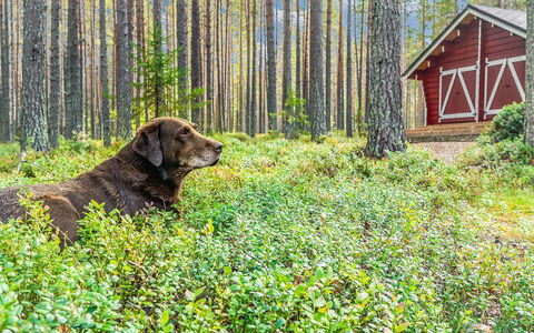 Piilola: Holz, Schnee, Winter, Hütte, Einfrieren, Zuhause, Blockhaus, Lärche, Abstellgleis