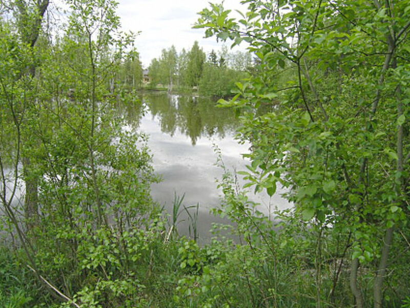 Piippola