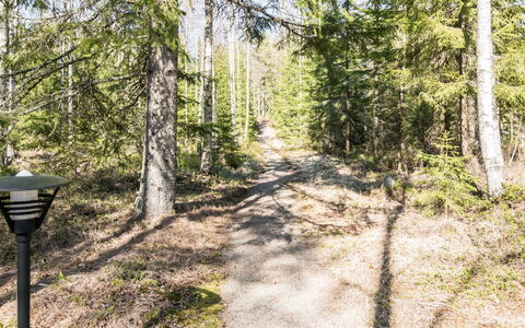 Kiimalammi: Baum, Blatt, Natürlichen Umgebung, Natur, Ast, Holz, Vegetation, Wald, Natürliche Landschaft, Weg