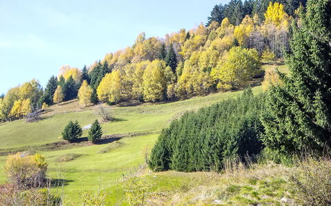 Encarden Apt. 3.1: Baum, Grün, Blatt, Natürlichen Umgebung, Gras, Natürliche Landschaft, Vegetation, Wiese, Landschaft, Wald