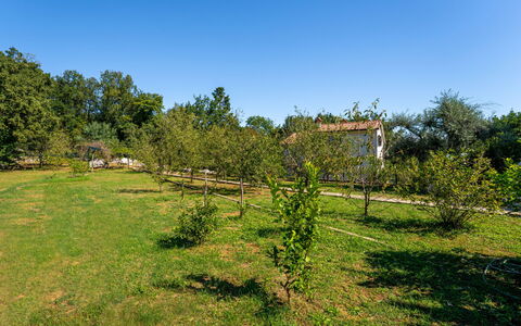Opatija Ika 106: Baum, Natürlichen Umgebung, Vegetation, Strauch, Einfach, Wiese, Ländliches Gebiet, Grundstueck, Garten