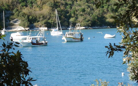 Novi: Gewässer, Wassertransport, Wasser, Boot, Fahrzeug, See, Baum, Wasserweg, Bucht, Bootfahren