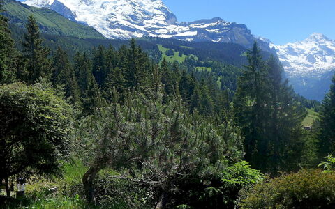 Zwärgli: Bergforms, Berg, Natürliche Landschaft, Natur, Tropische Und Subtropische Koniferenwald, Wildnis, Vegetation, Gebirge, Naturschutzgebiet, Baum