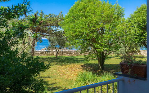 Nona: Pflanze, Himmel, Natur, Azurblau, Botanik, Ast, Natürliche Landschaft, Schatten, Baum, Vegetation