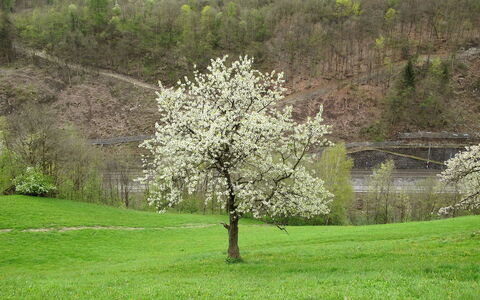Goldegg 300: Pflanze, Pflanzengemeinschaft, Blume, Natürliche Landschaft, Ast, Vegetation, Baum, Grundstueck, Gras, Wiese