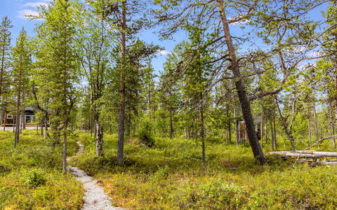 Villa Goskanjavri: Grün, Blatt, Baum, Natürlichen Umgebung, Natur, Vegetation, Natürliche Landschaft, Wildnis, Wald, Pflanzengemeinschaft