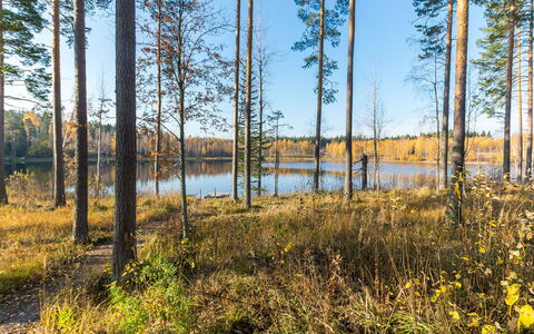 Lokinsiipi: Natürlichen Umgebung, Baum, Natur, Blatt, Natürliche Landschaft, Wald, Wildnis, Hain, Northern Laubwald, Pflanzengemeinschaft