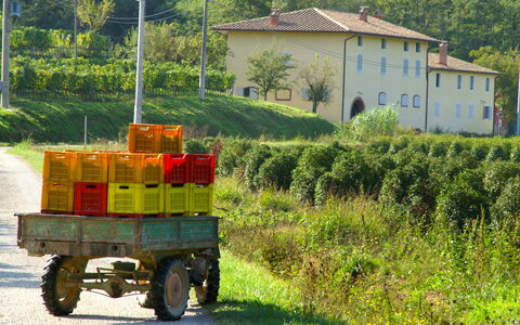 Montecatini Terme 810: Grün, Transportart, Fahrzeug, Transport, Ländliches Gebiet, Gras, Baum, Rad