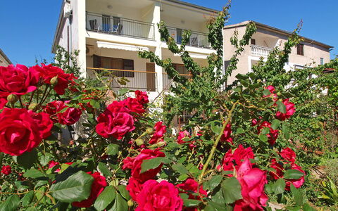 Vodice Tribunj 124: Blume, Himmel, Pflanze, Fenster, Gebäude, Blütenblatt, Botanik, Haus, Rosa, Gras