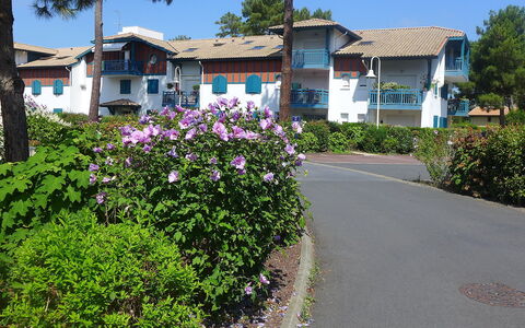 Capbreton 450: Pflanze, Blume, Himmel, Gebäude, Pflanzengemeinschaft, Fenster, Baum, Botanik, Grundstueck, Vegetation
