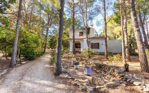 Villa Pinos: Baum, Ast, Kofferraum, Hütte, Wald, Schatten, Boden, Weg, Hain
