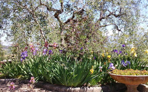 Villa Gaville: Blume, Blühende Pflanze, Pflanze, Garten, Botanik, Frühling, Lavendel, Strauch, Landschaft
