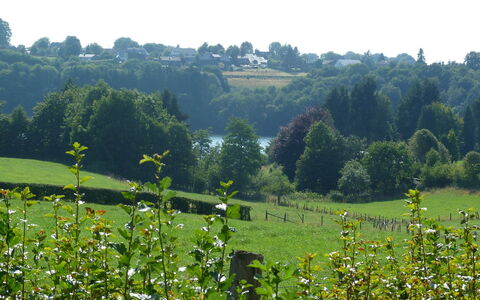 Butgenbach Nidrum 200: Blume, Pflanze, Pflanzengemeinschaft, Grün, Himmel, Natürliche Landschaft, Grundstueck, Gras, Strauch